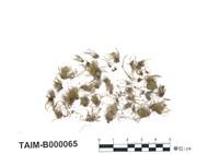 藏品(真苔屬)的圖片